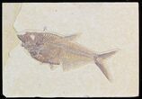 Detailed Diplomystus Fish Fossil From Wyoming #32740-1